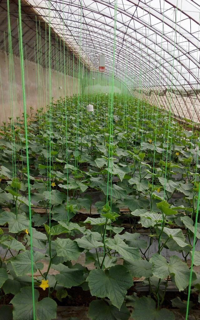 菜农种黄瓜最怕化瓜，系统讲解它的成因及防治方法，一定能帮到你