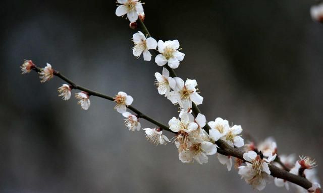 梅花，中国人的精神与品质