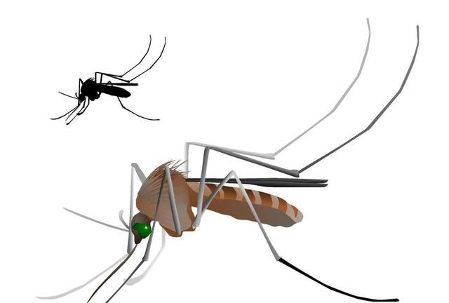 蚊子能飞多高？