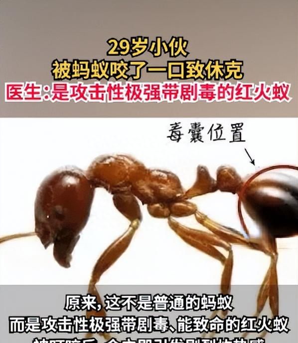 29岁小伙被蚂蚁咬了一口休克入院，医生：这是带剧毒的红火蚁，甚至可导致死亡