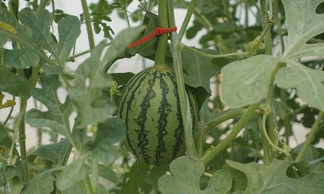 西瓜马上成熟，为啥会裂瓜？怎么预防减少瓜农损失？