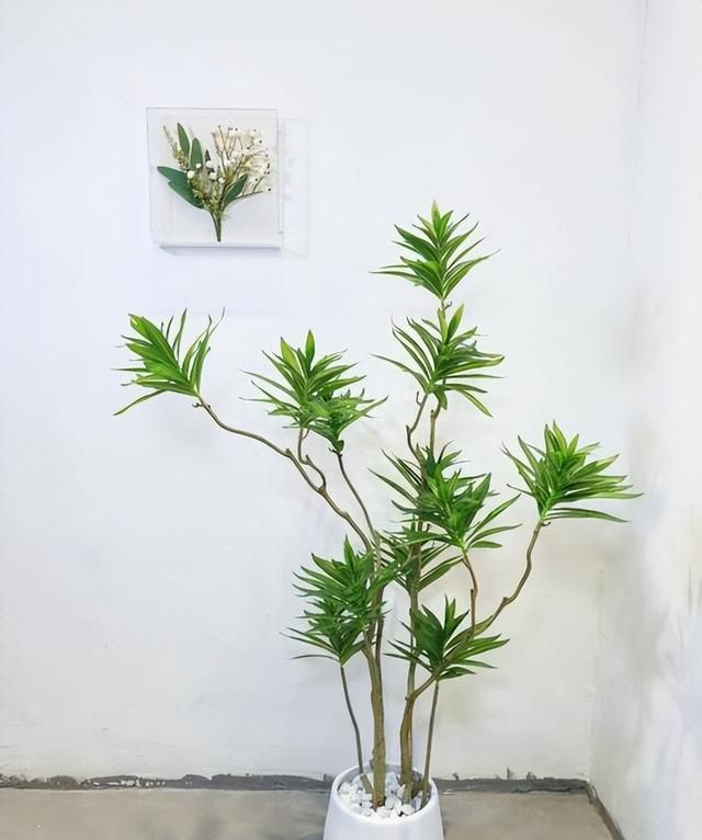 盘点10款适合居家种植的竹子，清新优雅寓意好，皮实好养值得拥有