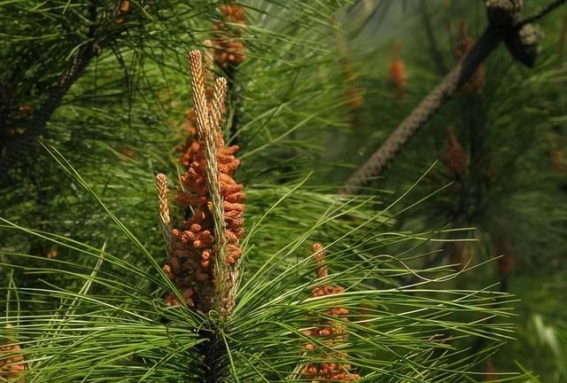 谷雨季节，野生枞树菌疯长了，捡野生菌的朋友，这5点要注意