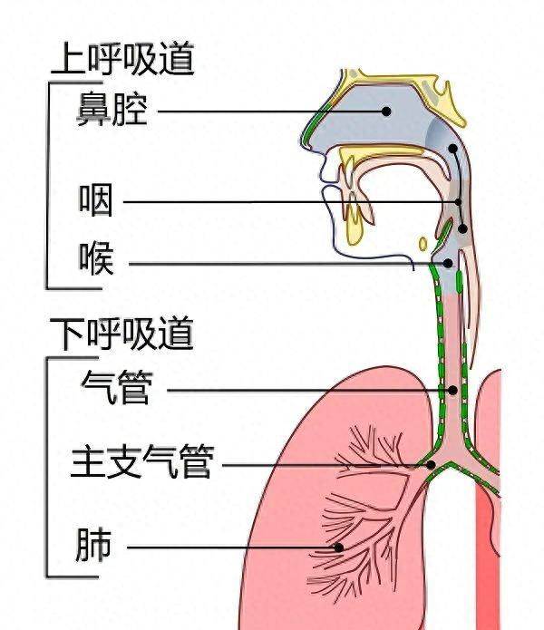 根据原理，防治新冠，新冠病毒你了解几何？