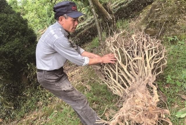 苏州洞庭山碧螺春原产地老茶树被砍挖大半 千年名茶前景堪忧