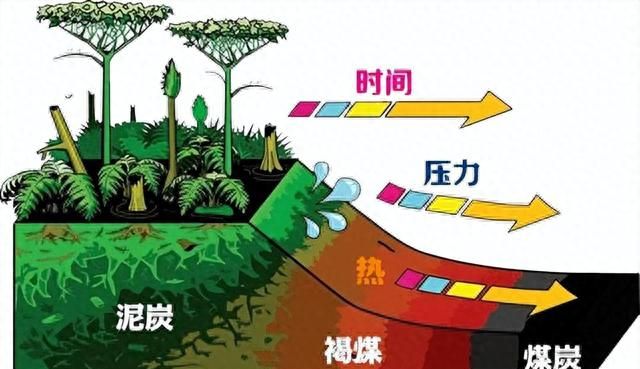 煤层厚达1千米，绵延上千公里！世界最大煤田真的是植物形成的？