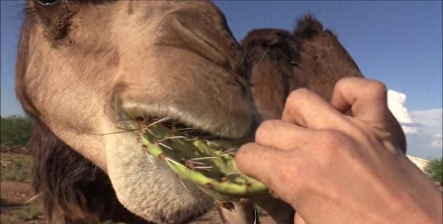 骆驼为啥喜欢吃仙人掌？同样是血肉之躯，难道它不怕疼吗？