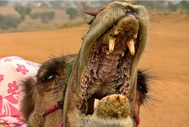 骆驼为啥喜欢吃仙人掌？同样是血肉之躯，难道它不怕疼吗？