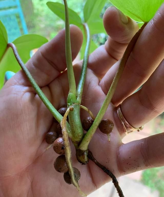 陶粒的养花妙用，用来水培扦插繁殖植物很方便了，赶紧试下