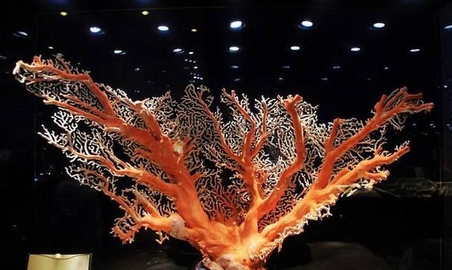 珊瑚是植物还是动物？