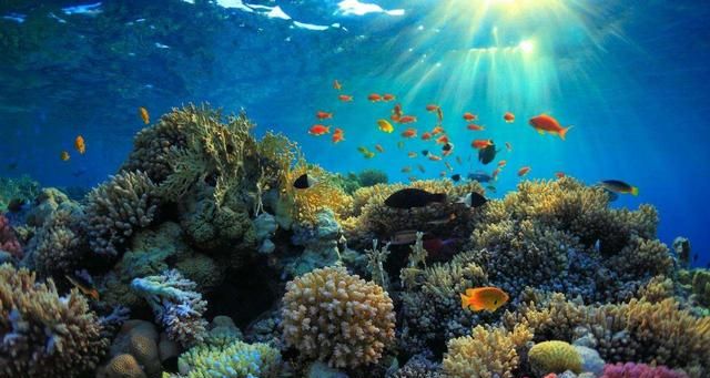 珊瑚是植物还是动物？