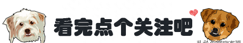 橘猫8年没叫一声，突然学会“说话”，竟然是叫铲屎官帮忙抓蟑螂