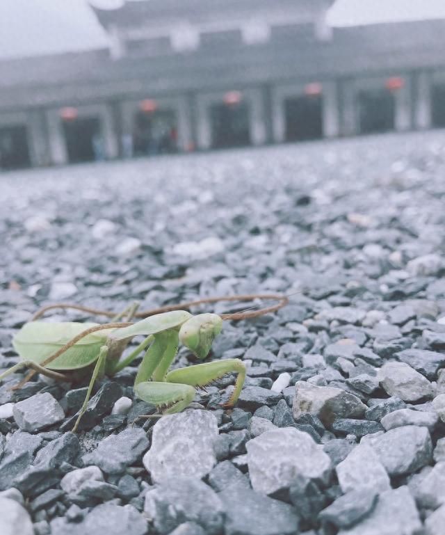 昆虫界的冷血杀手，也有遇到天敌的时候——螳螂的江湖路