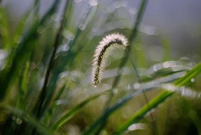 今日立秋！夏热未退，对你的思念却多了几分……