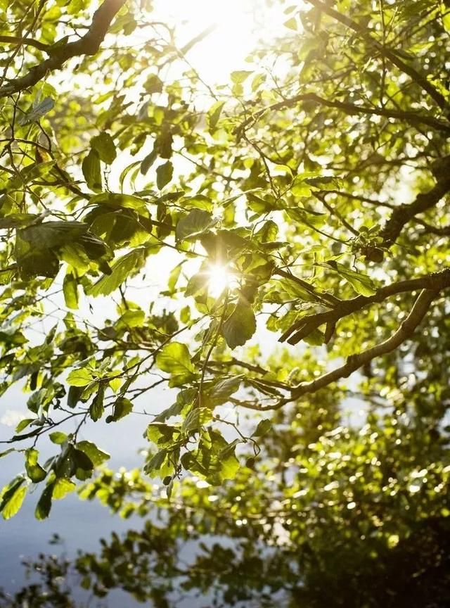 今日立秋！夏热未退，对你的思念却多了几分……