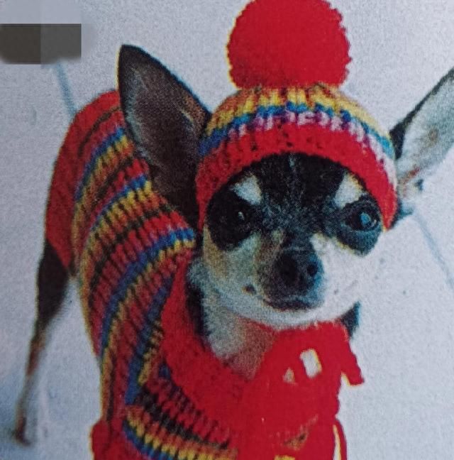 萌宠狗狗的新年时装，你觉得哪款更好看呢，快动手编织吧