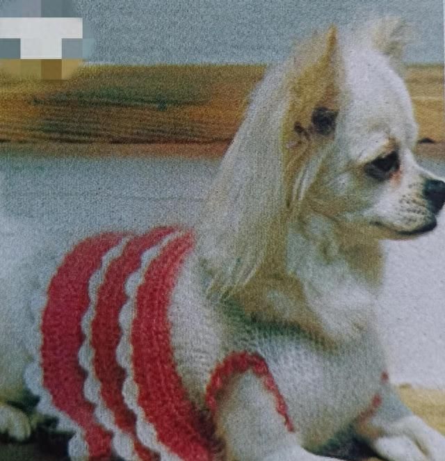 萌宠狗狗的新年时装，你觉得哪款更好看呢，快动手编织吧