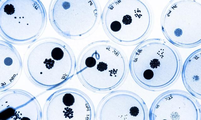 微生物培养与分离方法：细菌的接种和培养及其生长特性