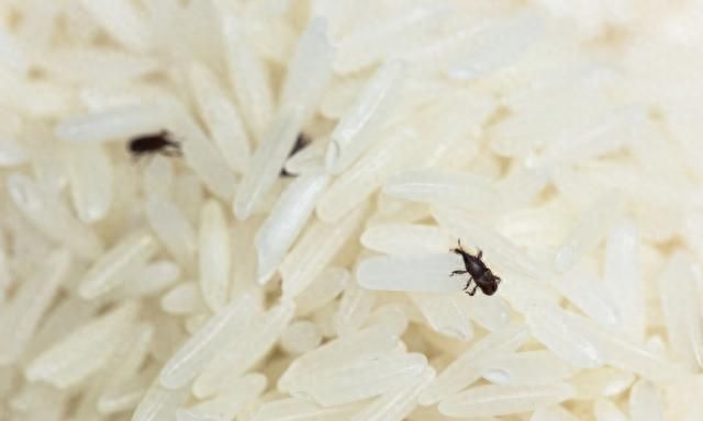 密封的米面里为啥会出现小虫？生虫的米面还能吃吗？看完涨知识