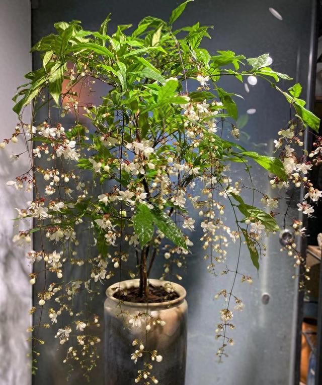 冬日盆栽新宠：垂花茉莉