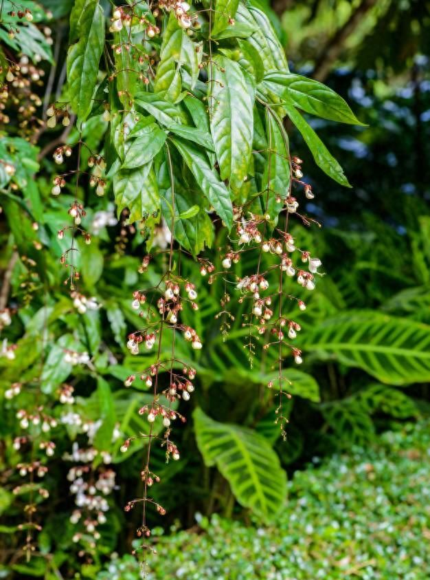 冬日盆栽新宠：垂花茉莉