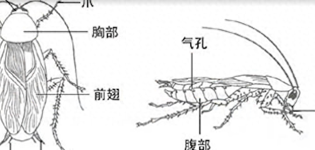 以后别再买蟑螂药了，教你一个土方法，安全无毒，一天蟑螂全不见