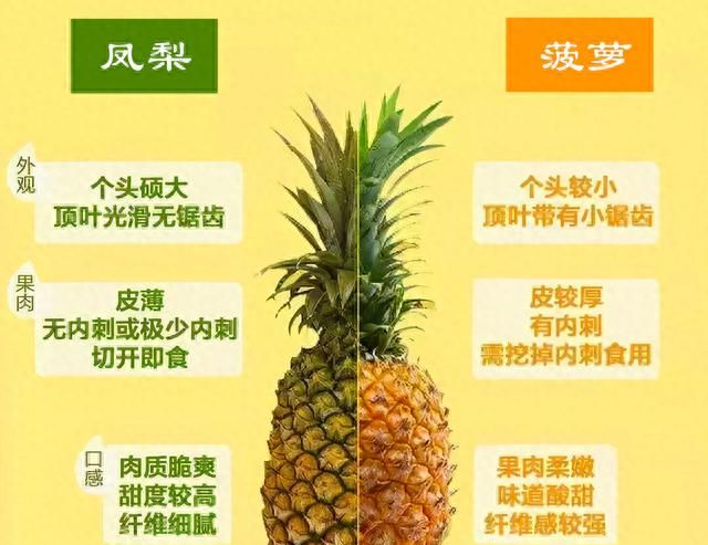 凤梨和菠萝是不是同一种水果？为啥有2个名字？涨知识了