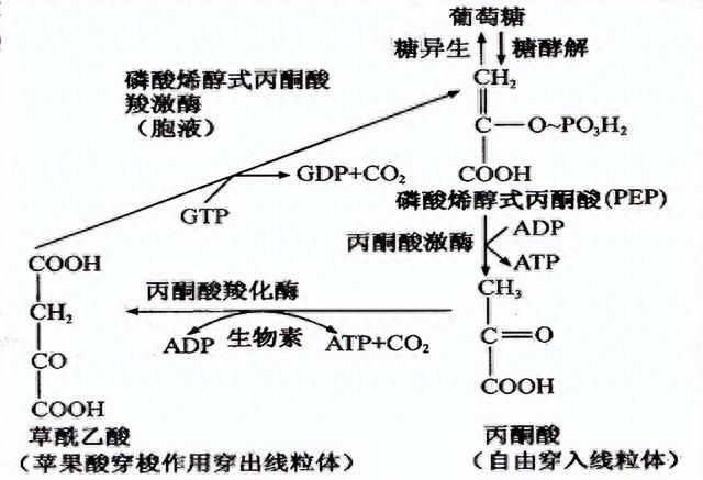 在流动化学系统中，如何将糖-NAIM的衍生物制备出来？