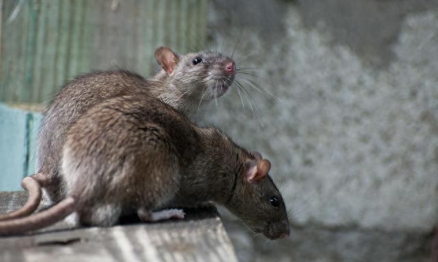 关于家中老鼠的10个常见问题和解答
