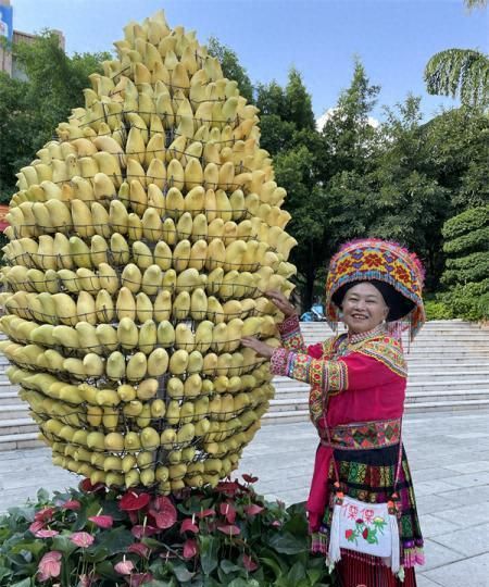 云南华坪“芒果王”来了