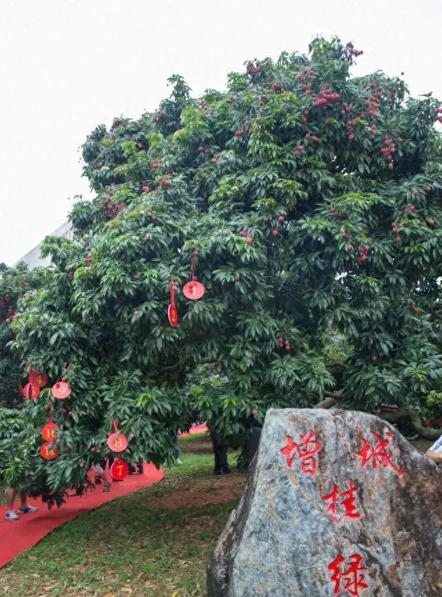 5月份吃什么水果季节？