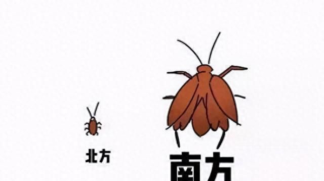 大批蟑螂入侵上海一居民楼，杀虫剂都杀不光，它们为何这么顽强？