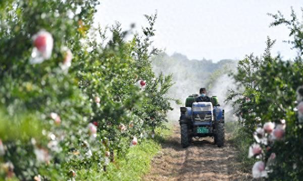 陕西临潼：石榴老产区 焕发新活力