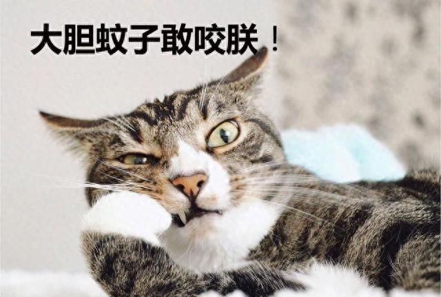 猫主子闻到蚊香会中毒？严重可致死