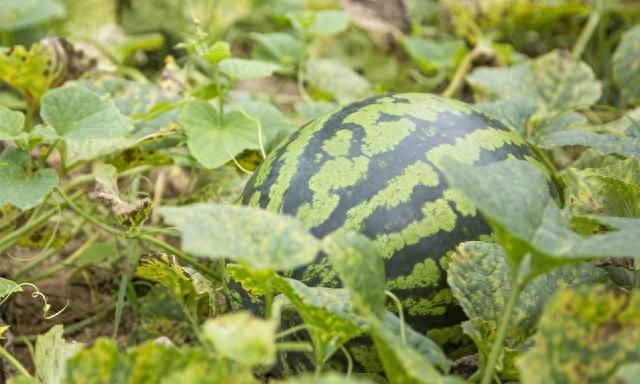 西瓜种植，掌握西瓜裂瓜的原因和预防措施，确保西瓜大丰收