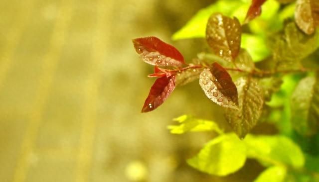 七年级生物上册第一单元第二章第一节《生物与环境的关系》中考题