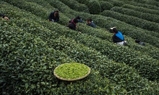 泡过的茶叶不要扔，原来用茶叶渣做枕头还有这样的功效