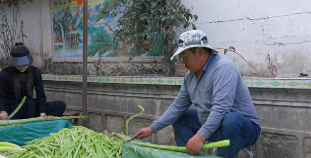 贡菜不是莴笋——晒干后清甜爽口的“蔬菜”