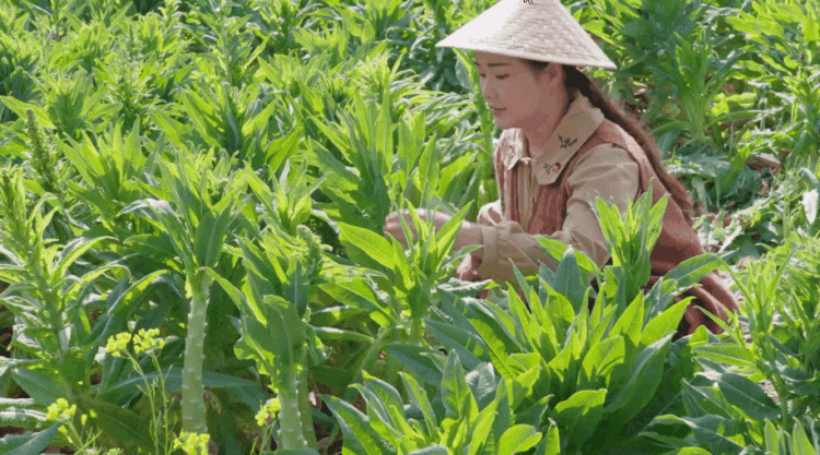 贡菜不是莴笋——晒干后清甜爽口的“蔬菜”