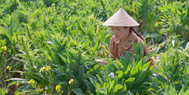 贡菜不是莴笋——晒干后清甜爽口的“蔬菜”