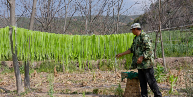 贡菜不是莴笋——晒干后清甜爽口的“蔬菜”