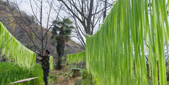 贡菜不是莴笋——晒干后清甜爽口的“蔬菜”