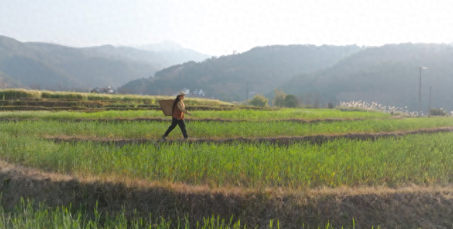 贡菜不是莴笋——晒干后清甜爽口的“蔬菜”