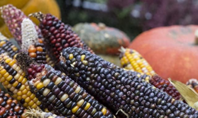 黑玉米是转基因吗？农民朋友能不能大量种植？