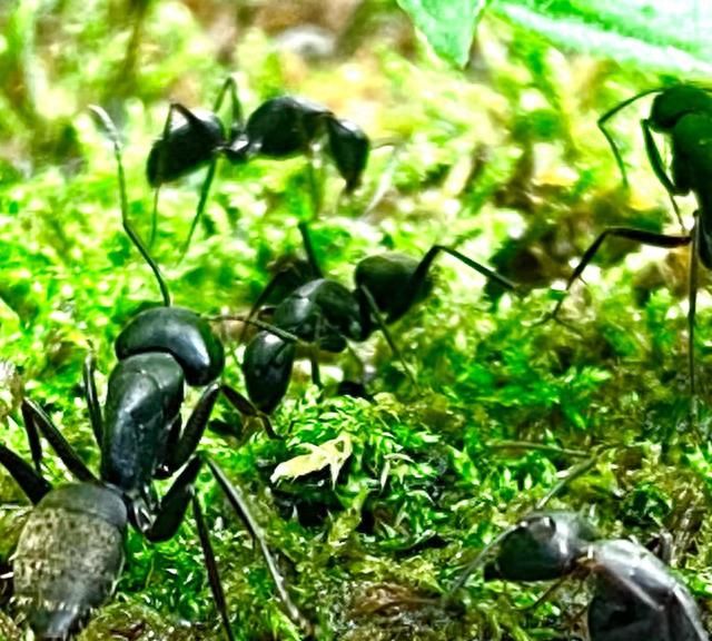 屋子里有蚂蚁怎么根除，试试这些方法，解决蚂蚁侵扰问题