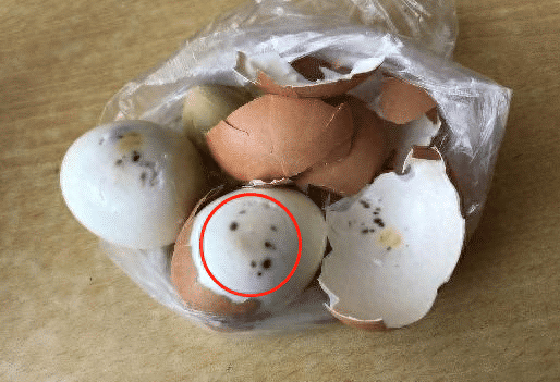 水煮鸡蛋，剥开有一个"小黑点"，鸡蛋到底还能不能吃？