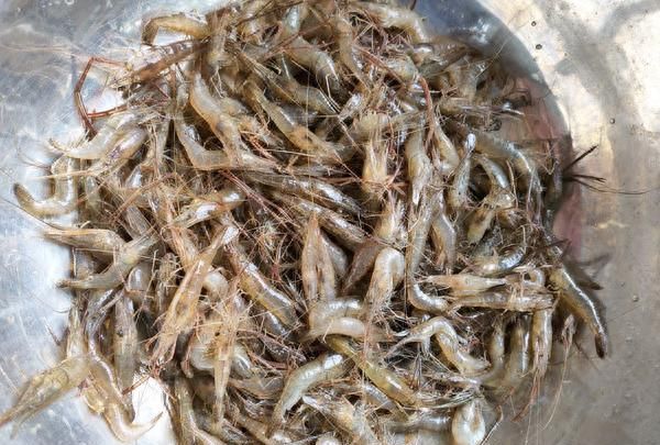 农村水里的这种小米虾，个头越小越好吃，城里卖100多块钱一斤