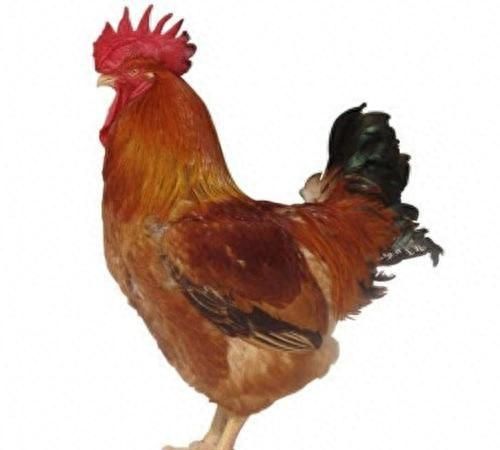 从美食角度，细说一整只鸡各个部位的经典吃法