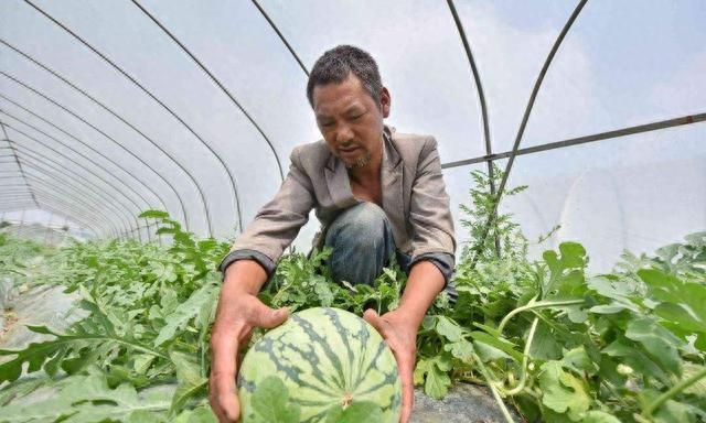 老瓜农：西瓜有公母之分，母的才甘甜好吃！牢记4点，一挑一个准