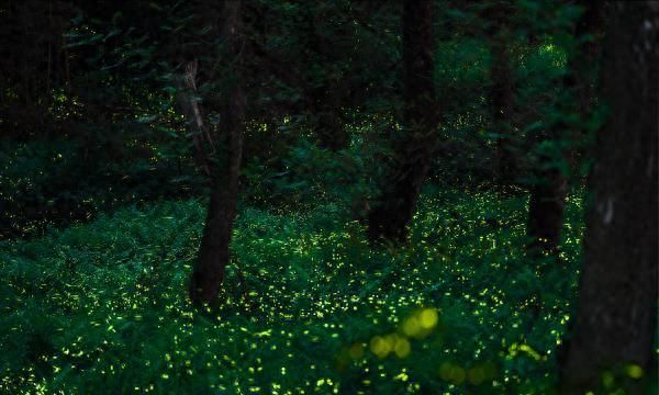 浙江乡下的萤火虫，竟然带动了“夜经济”